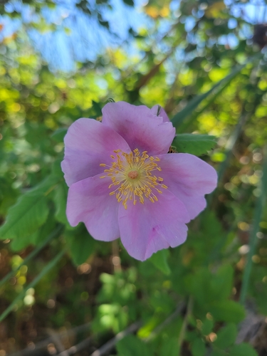 iNaturalist observation photo of California Wild Rose
