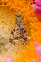 Austrotephritis poenia