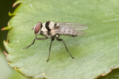 Anthomyia vicarians