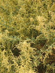 Atriplex lentiformis