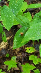 Uvularia grandiflora