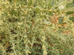 Atriplex lentiformis