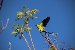 Aratinga nenday