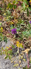 Astragalus lentiginosus
