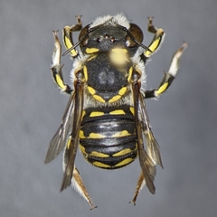 Anthidium maculifrons