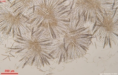 Geoglossum fallax