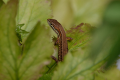 Takydromus tachydromoides