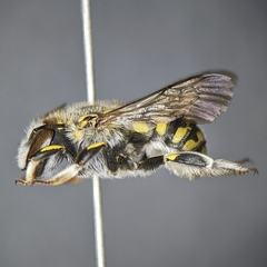 Anthidium maculifrons