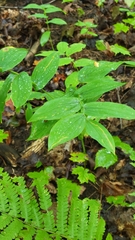 Uvularia grandiflora
