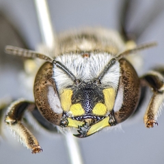 Anthidium maculifrons