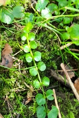 Lysimachia nummularia
