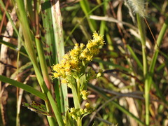 Solidago chilensis