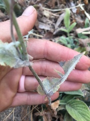 Lactuca virosa