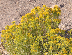 Chrysothamnus greenei