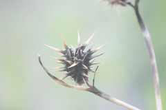 Datura quercifolia
