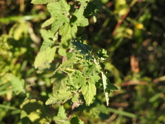 Sphaeralcea bonariensis