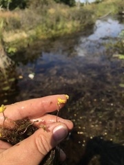 Utricularia geminiscapa