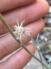 Lactuca virosa