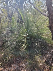 Xanthorrhoea media