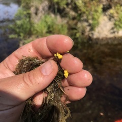 Utricularia geminiscapa