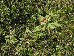 Sphaeralcea bonariensis