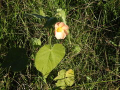 Callianthe pauciflora