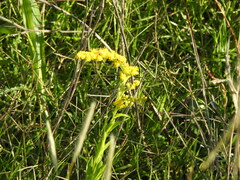 Solidago chilensis