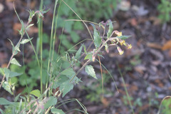 Brickellia grandiflora
