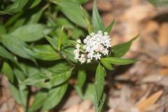 Asclepias texana