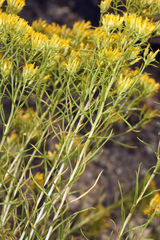 Chrysothamnus greenei