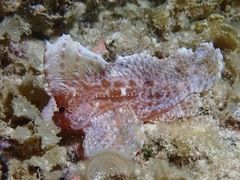 Ablabys macracanthus