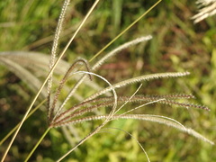 Chloris