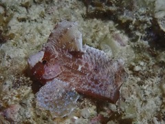 Ablabys macracanthus