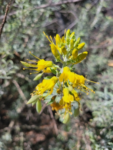 iNaturalist observation photo of Bladderpod
