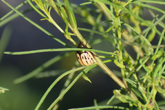 Leptinotarsa lineolata