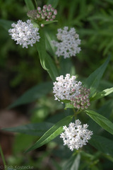 Asclepias texana
