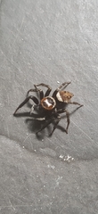 Hasarius adansoni