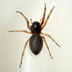 Trachelas tranquillus