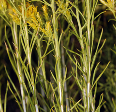 Chrysothamnus greenei