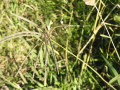 Chloris