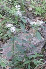 Asclepias texana