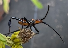 Leptoglossus phyllopus