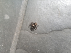 Hasarius adansoni