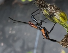 Leptoglossus phyllopus