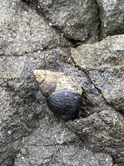 Littorina