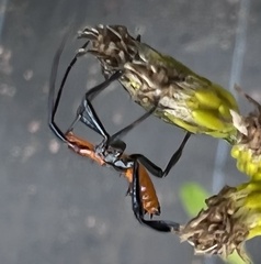 Leptoglossus phyllopus