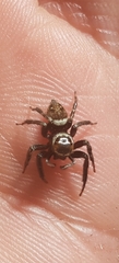 Hasarius adansoni