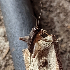 Velarifictorus micado