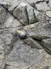 Littorina
