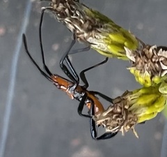 Leptoglossus phyllopus